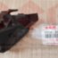 Кронштейн бампера переднего Suzuki SX- 4 New 71734-61M00 - Кронштейн бампера переднего Suzuki SX- 4 New 71734-61M00
